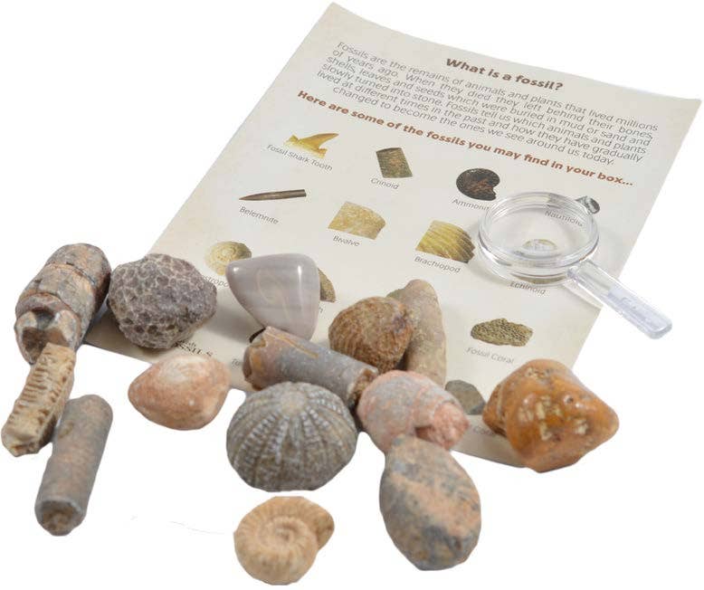 Fossil Collection Box
