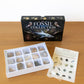 Fossil Collection Box