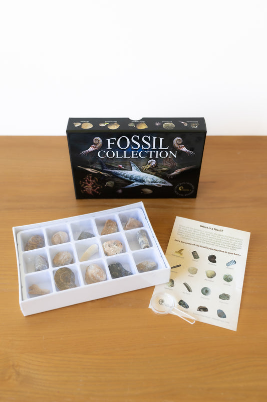 Fossil Collection Box