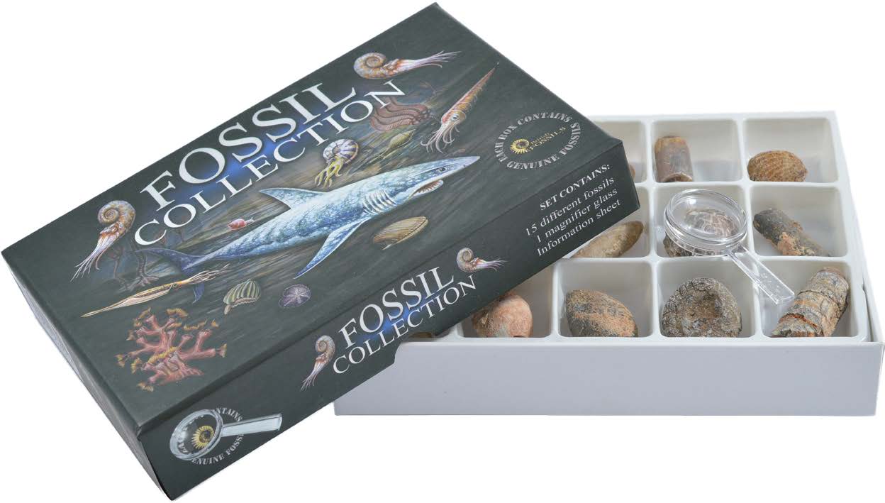 Fossil Collection Box