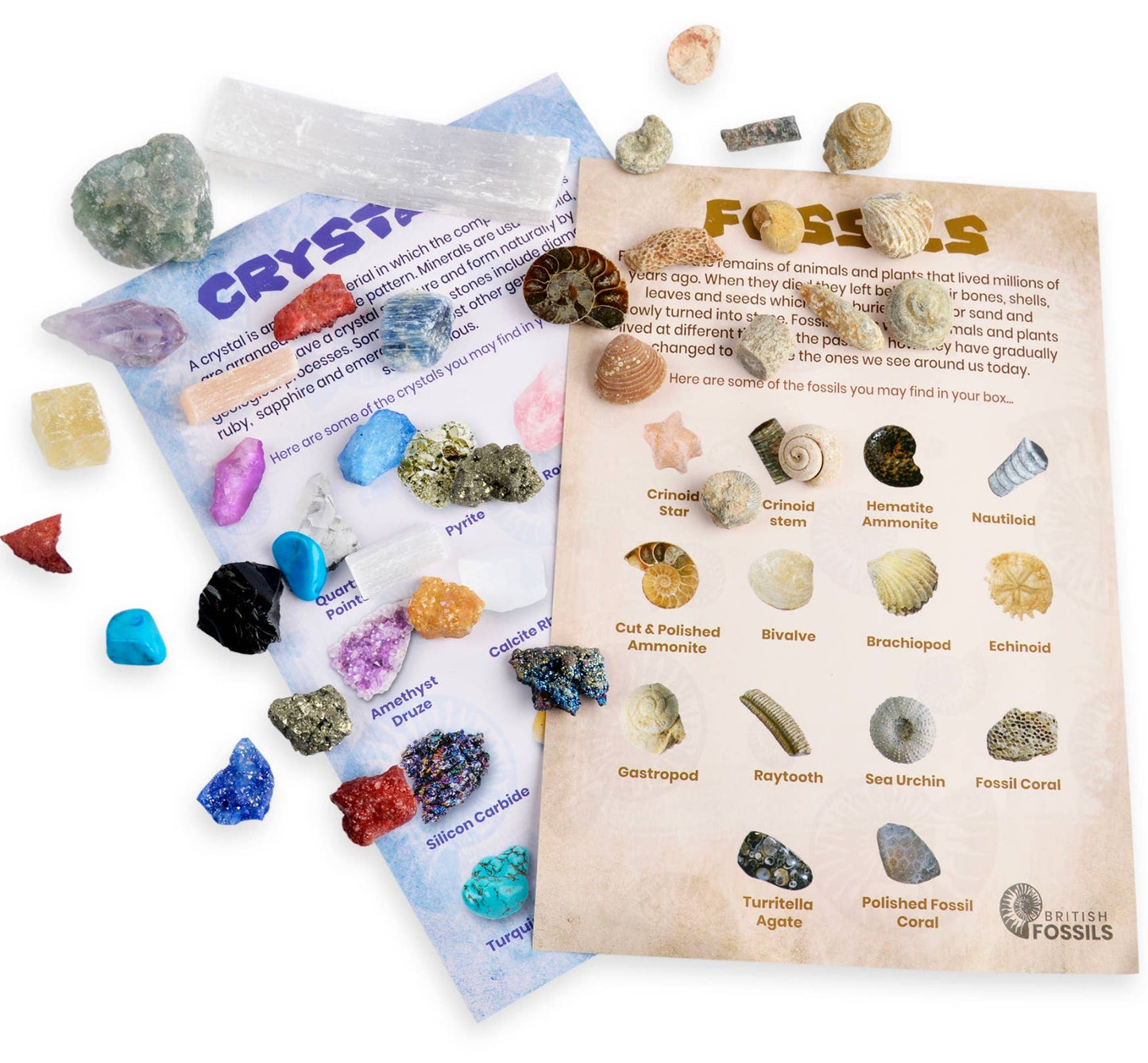 Fossil and Mineral Discovery Box