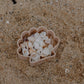 Sea Shell Eco Mould™