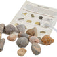 Fossil Collection Box