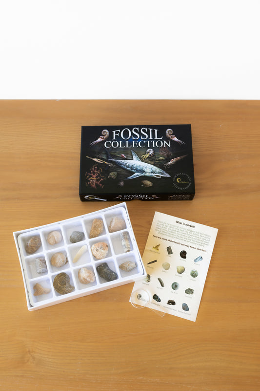 Fossil Collection Box