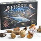Fossil Collection Box