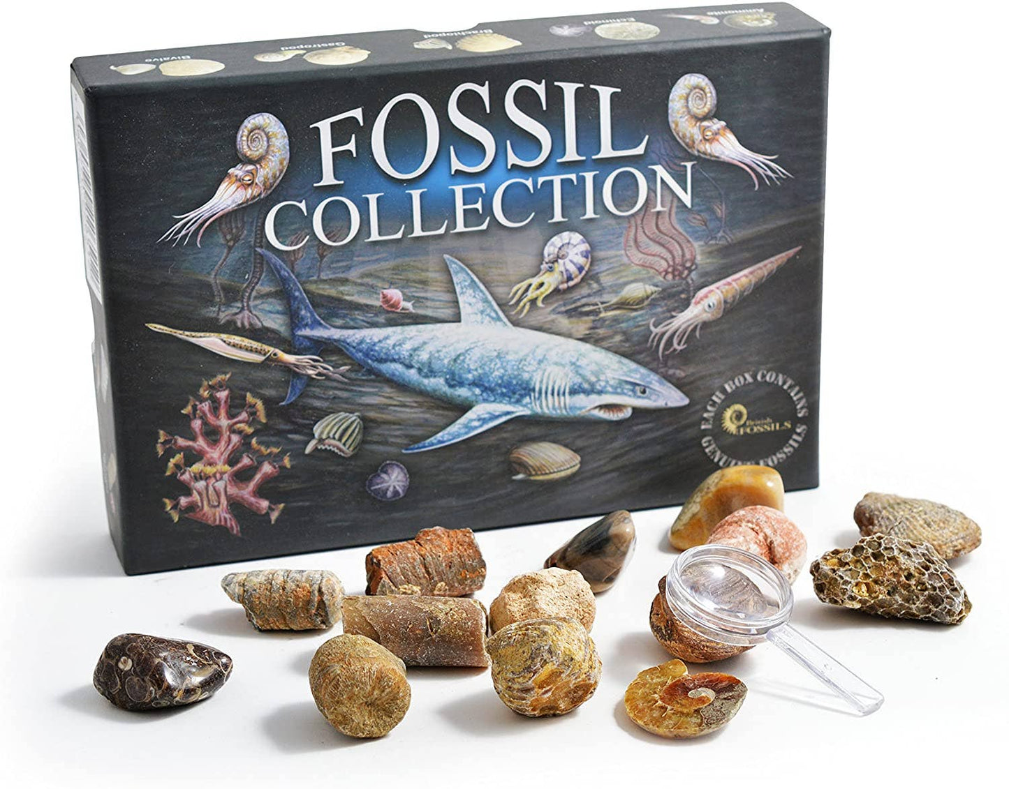 Fossil Collection Box