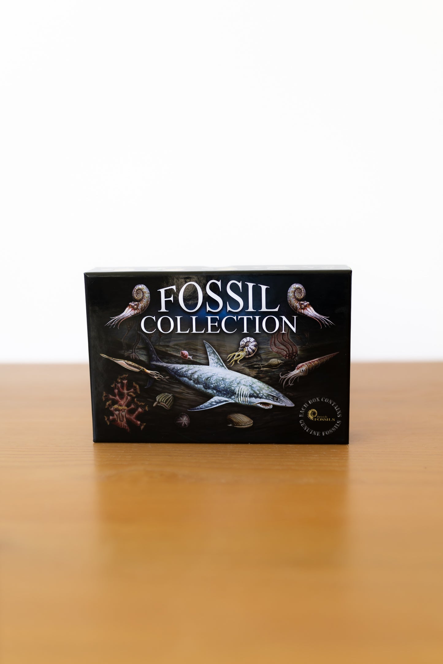 Fossil Collection Box